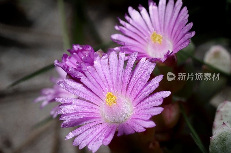 三角叶露植物(Oscularia deltoides)花